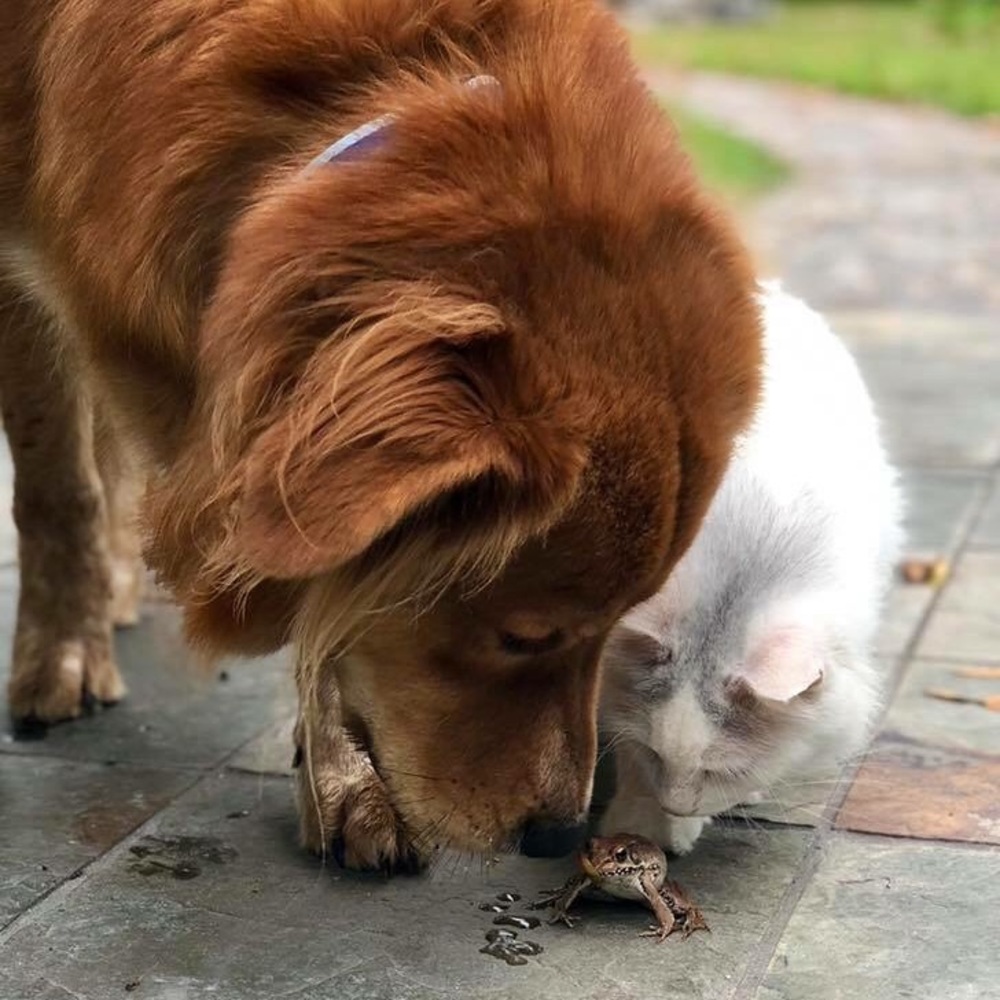 Pet friendly home!
